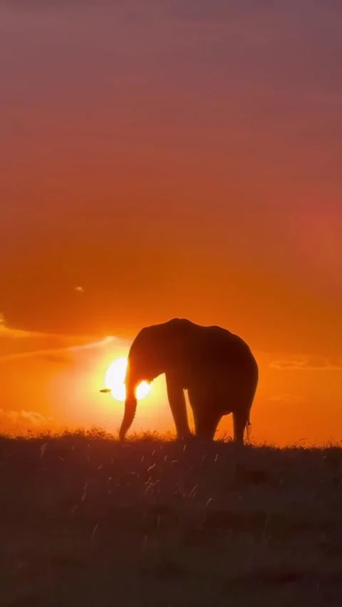 Wild elephants in the wild Stock Footage 325044781