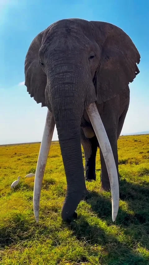 Wild elephants in the wild Stock Footage 325077941