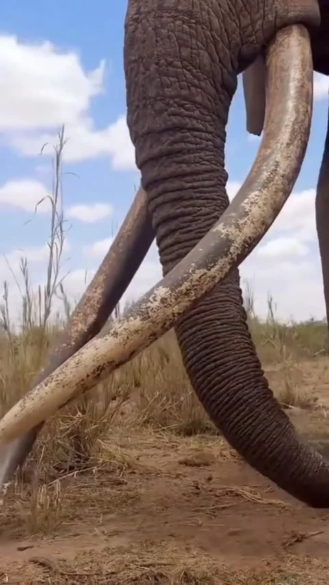 Wild elephants in the wild Stock Footage 326637917