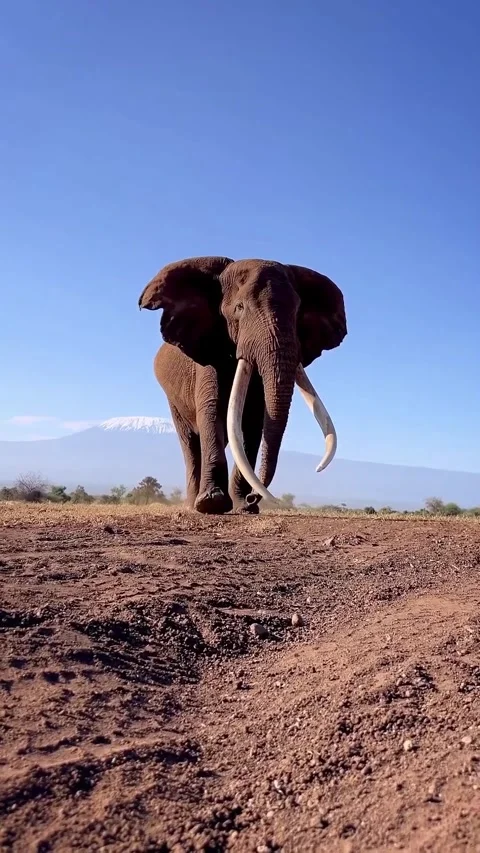 Wild elephants in the wild Stock Footage 326637918