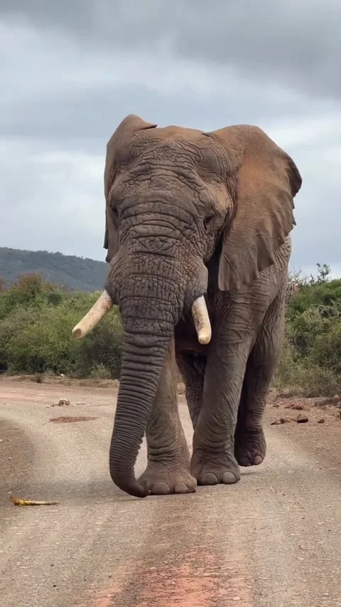 Wild elephants in the wild Stock Footage 326638212