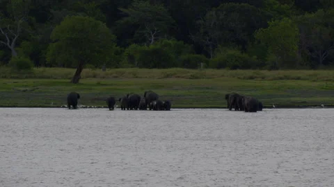 Wild elephnts at the lake Stock Footage 290362725