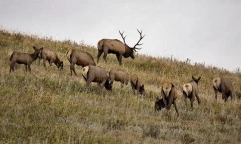 Wild Elk in Alberta Stock Photos