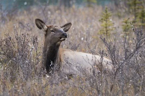 Wild Elk calf (Wapiti) (Cervus canadensis) hiding in willows during autumn, Stock Photos