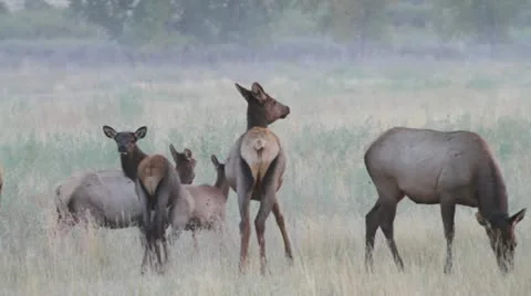 Wild elk Video stock 12346248