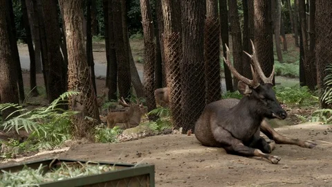Wild elk in the forest, driving point of view Stock Footage 111717681