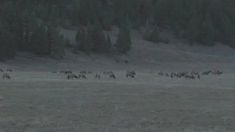 Wild Elk Grazing at Base of Mountain Stockbeeldmateriaal 248726608