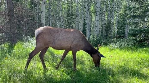 Wild Elk Grazing Video stock 201273608
