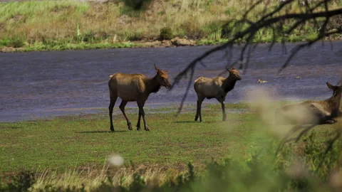 Wild elk herd walking through marshy wetlands slow motion 30fps Stock Footage 162345052