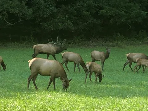 Wild Elk Stock Photos