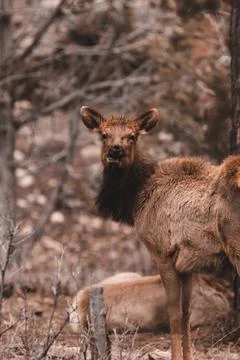 Wild Elk Stock Photos