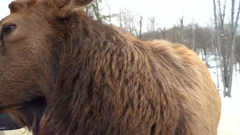Wild Elk in Quebec Stock Footage 147405400