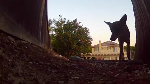Wild emaciated coyote seen on security camera in backyard Stock Footage 287468845