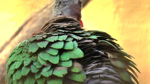 Wild Emerald Dove with Green Feathers Stock Footage 238533250