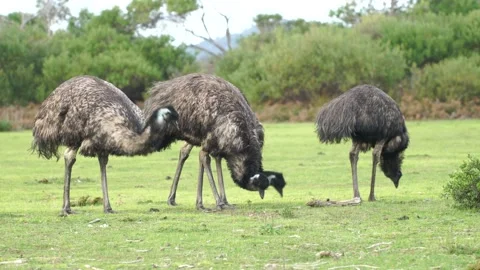 Wild Emus Eating 2 Stock Footage 167747957
