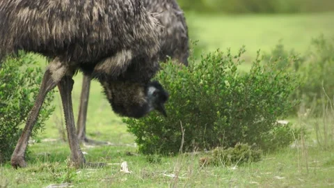 Wild Emus Eating 3 Stock Footage 167747976