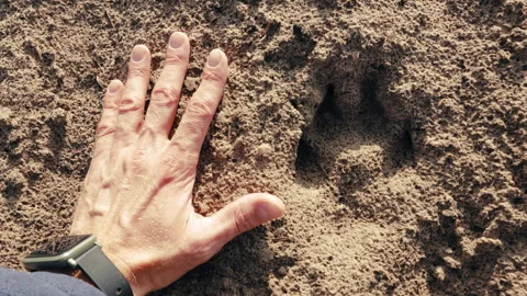 Wild Encounter: Comparing Tracking Wolf Prints with human hand on a Sunlit Day Stock Footage 269321489
