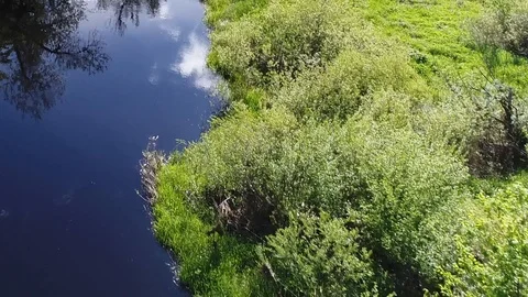 Wild environment of forest swamplands surrounded by dense green forest with Stockbeeldmateriaal 117594227