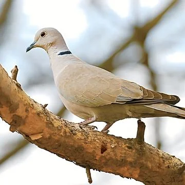 Wild Eurasian collared dove bird perched on thick branch in natural habitat stoc Stock Photos