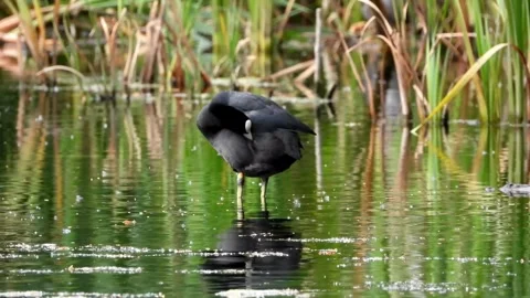 Wild eurasian coot preening its feathers in the water Video stock 332554230