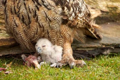 Wild Eurasian Eagle Owl chick outside The white chick is unstable eating a piece Stock Photos