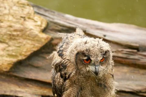 Wild Eurasian Eagle Owl head. sits outside on a tree trunk in the rain. Red-e Stock Photos