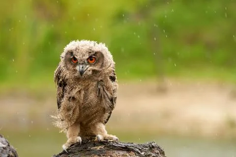 Wild Eurasian Eagle Owl sits outside on a tree trunk in the rain. Red-eyed, s Stock Photos