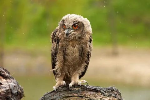 Wild Eurasian Eagle Owl sits outside on a tree trunk in the rain. Red-eyed, six Stock Photos