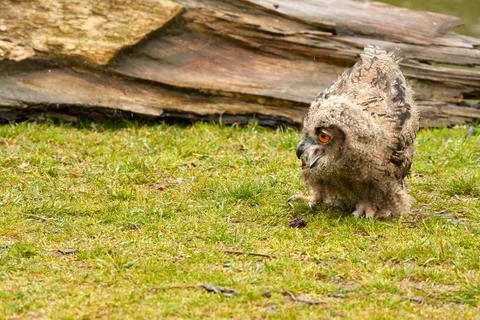 Wild Eurasian Eagle Owl walks outside in front of a tree trunk in the rain. R Stock Photos