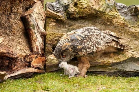 Wild Eurasian Eagle Owls outside their nest, in the grass. The white say days Stock Photos