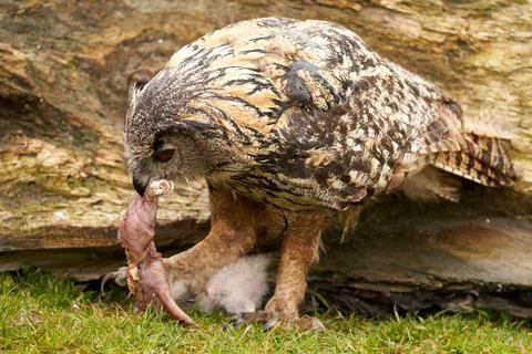 Wild Eurasian Eagle Owls outside their nest, in the grass. The white, say days Stock Photos