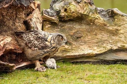 Wild Eurasian Eagle Owls outside their nest, in the grass. The white, say days Stock Photos