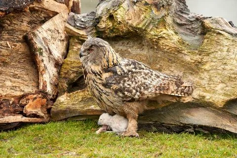 Wild Eurasian Eagle Owls outside their nest. Mother and white chick, they eat a Foto stock