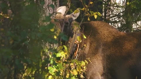 Wild Eurasian Moose (Alces alces) Foraging in Autumn Forest, Southern Urals, Rus Stock Footage 325453032