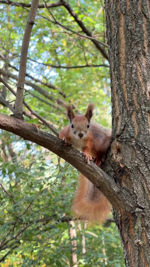 Wild Eurasian Red Squirrel Perched on Rough Bark Tree Observing Camera Vídeo Stock 347317312