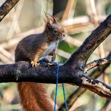 Wild eurasian red squirrel, sciurus vulgaris sitting on a tree. Little fluffy Stock Photos