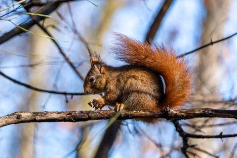 Wild eurasian red squirrel, sciurus vulgaris sitting on a tree. Little fluf.. Stock Photos