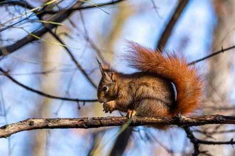 Wild eurasian red squirrel, sciurus vulgaris sitting on a tree. Little fluf.. Stock Photos