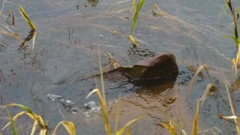 Wild Eurasian River Otter or Beaver Swimming in Southern Urals Water Among Reeds Stock Footage 325454013