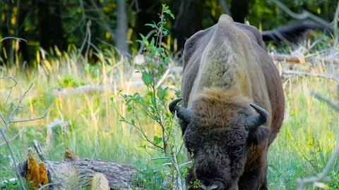 Wild european bison grazing Stock Footage