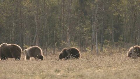 Wild european brown bear Stock Footage 80807883