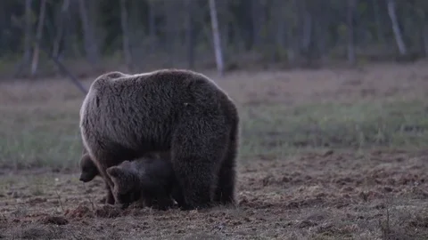 Wild european brown bear HD Stock Footage