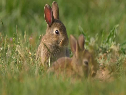 Wild european rabbit (Oryctolagus cuniculus) in meadow Stock Footage 80794800