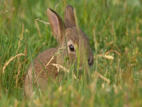 Wild european rabbit (Oryctolagus cuniculus) in meadow Stock-Footage 80794858