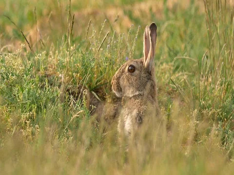 Wild european rabbit (Oryctolagus cuniculus) in meadow Stock-Footage 80794877