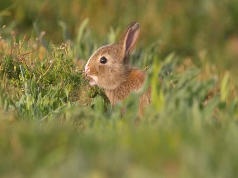 Wild european rabbit (Oryctolagus cuniculus) in meadow Stock-Footage 80794900
