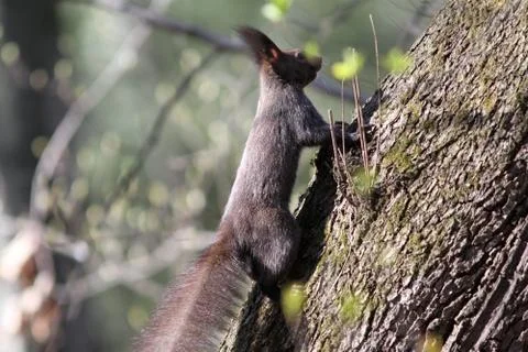 Wild european red squirrel ( sciurus vulgaris ) photographed in the forest Stock Photos