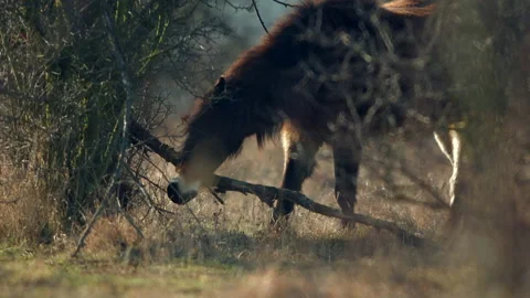 Wild exmoor pony horse scratching by dry tree trunk in bush on the pasture Stock Footage 233473005
