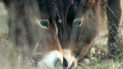 Wild exmoor pony horses herd in late autumn nature habitat in Milovice. Stock Footage 232287341