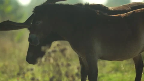 Wild exmoor pony horses in late fall nature habitat in Milovice, Czech republic. Stock Footage 166375489